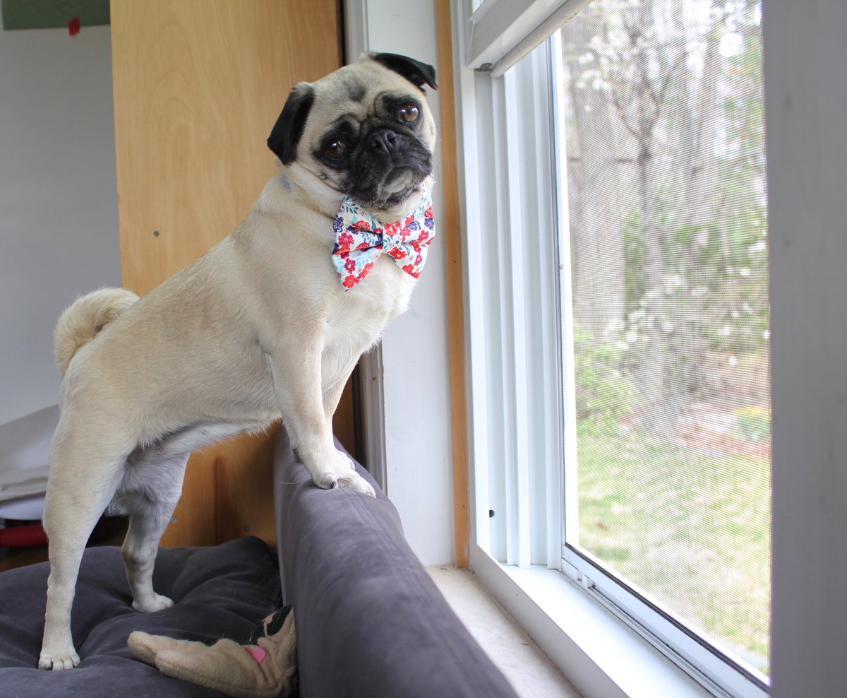 bub (@bubthechubgrub) on Twitter photo Thank you <a href="/CurlyTailTies/">Curly Tail Ties</a> & <a href="/HamiltonPug/">Hamilton Pug</a> for the beautiful bow tie! Now Bub looks like a true professional while squirrel watching! #pugchat Thank you <a href="/CurlyTailTies/">Curly Tail Ties</a> & <a href="/HamiltonPug/">Hamilton Pug</a> for the beautiful bow tie! Now Bub looks like a true professional while squirrel watching! #pugchat