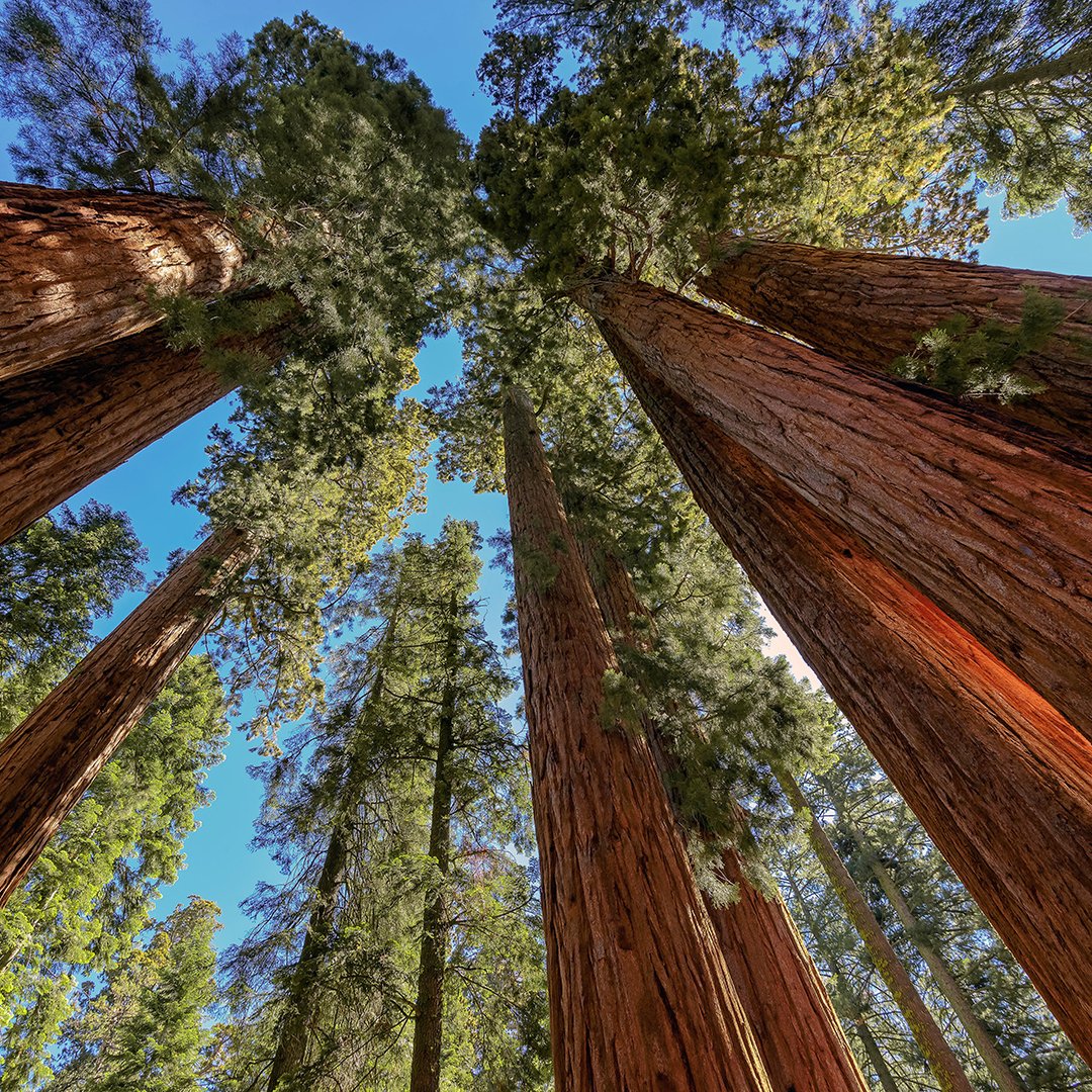 NRDC's tweet photo. “If we lose [sequoias] in their native groves, it’s a loss for biodiversity.”—Tree biologist Anthony Ambrose https://t.co/paXHQI2nkJ #NPS101 https://t.co/Xxw9aUUmq0