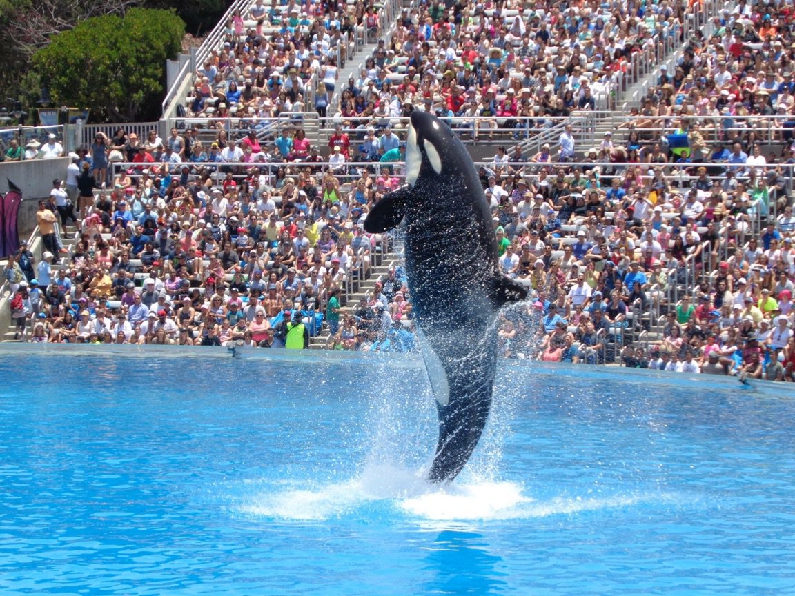 shania_channel's tweet photo. Stranger things. How can killer whales lift out of the water like this? #tdc1924 #ds106 #diglitclass https://t.co/qtLCDESO6z