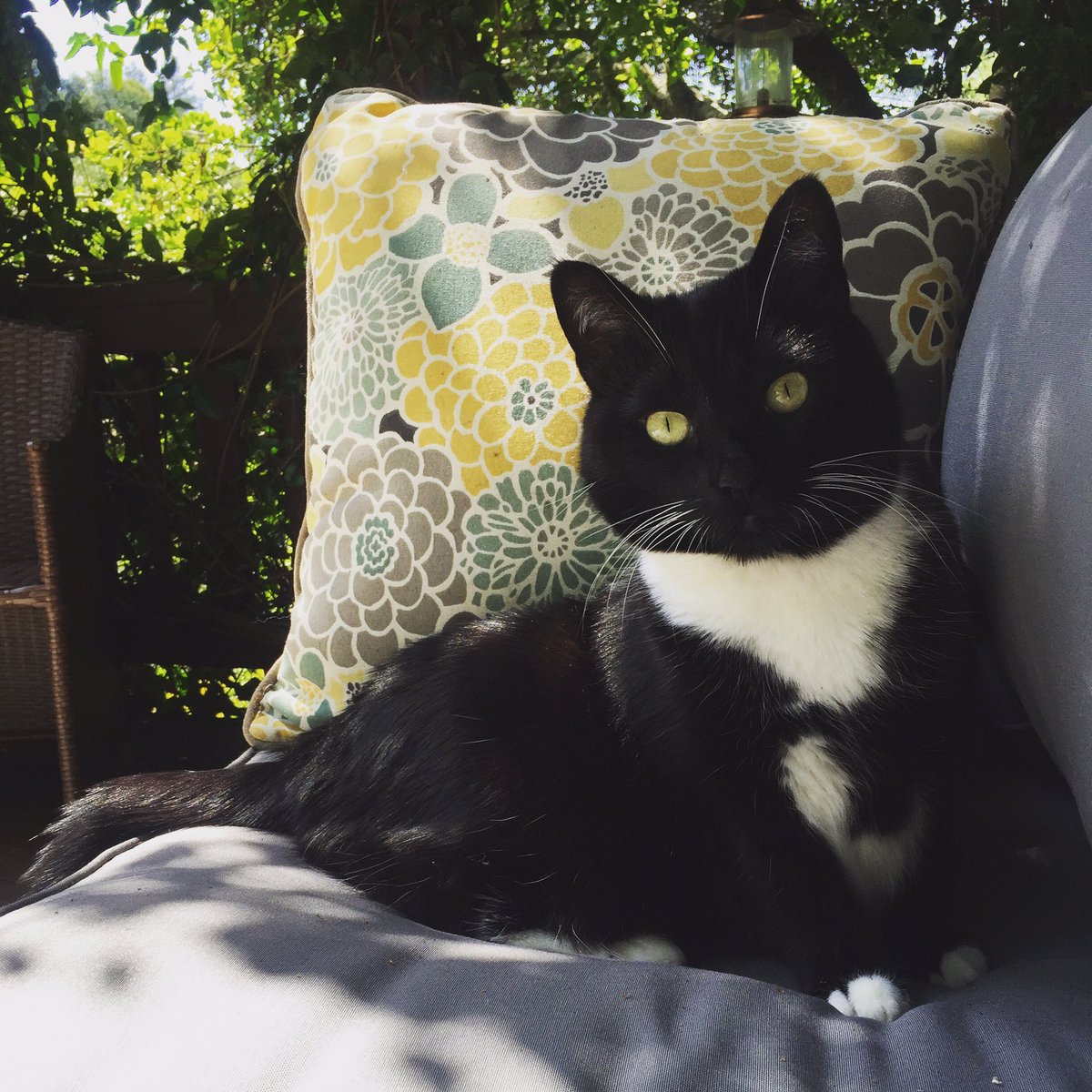 JoyfulVegan's tweet photo. The beauty that is Michiko. #morningplotz #dailydoseofcuteness #tuxedocatsrule #oakland https://t.co/YtRwLU4GJK