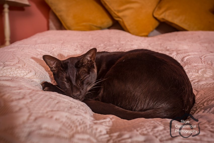 Excuse me. Could you possibly move while I photograph this room?

...No...comfy