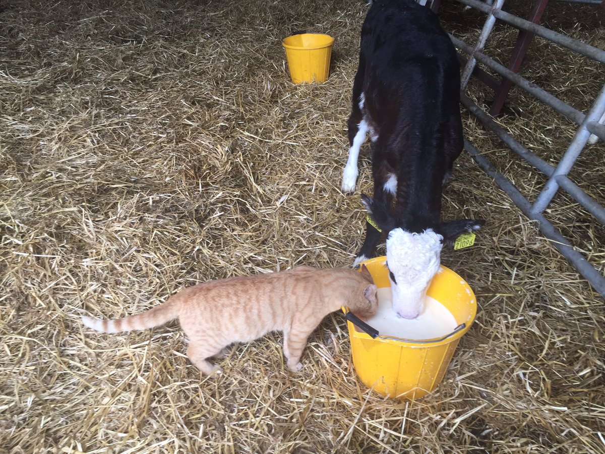 TimMaherOrchard's tweet photo. No wonder I'm broke #lovecows https://t.co/eDnA7e071s