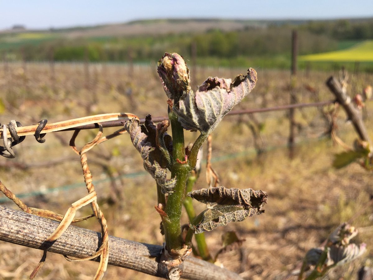 rwafflart's tweet photo. Grosse gelée sur le vignoble ici à Bouilly petite montagne de Reims sur les blanc de blanc https://t.co/vWsiq9Kt8x