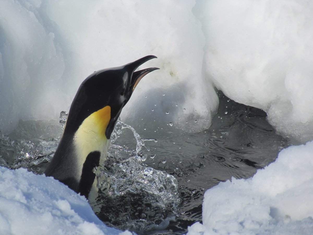 JohnDownerProd's tweet photo. Watch the Best Bloopers from #PenguinsSpyInTheHuddle #PenguinFail #WorldPenguinDay - https://t.co/IEWlNjHDB2 https://t.co/a0XnkZdTO8