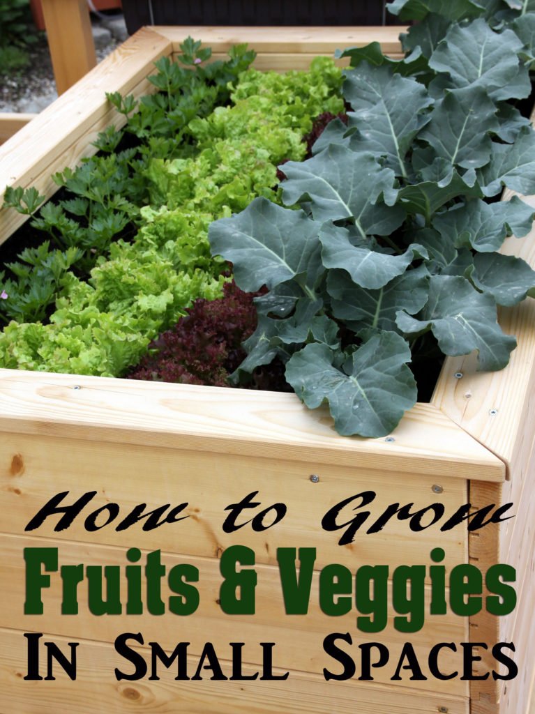 sdenise's tweet photo. How to Grow Fruits &amp; Veggies in Small Spaces - https://t.co/hzPAzESlt2 #containergarden #smallgarden #growfruit #growveggies https://t.co/kG3aQk7Xs7