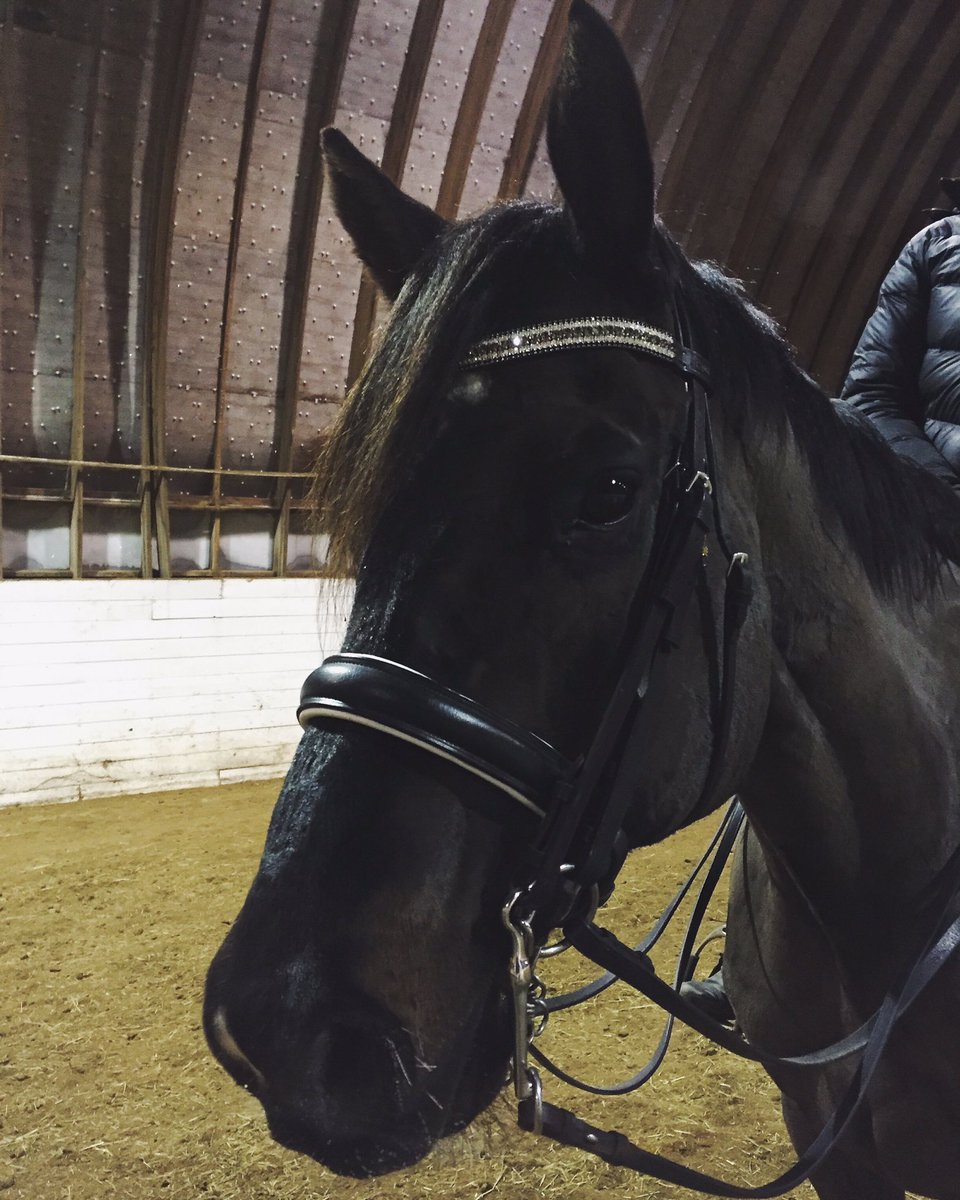 MGstablesWpg's tweet photo. πAdonis #boardingstable #thoroughbred #dressage #winnipeg https://t.co/RXUl4xKdW0
