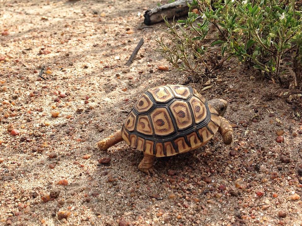 #tbt to when this little guy hatched in camp #leopardtortoise #littlefive #alexwalkerserian #serianserengeti