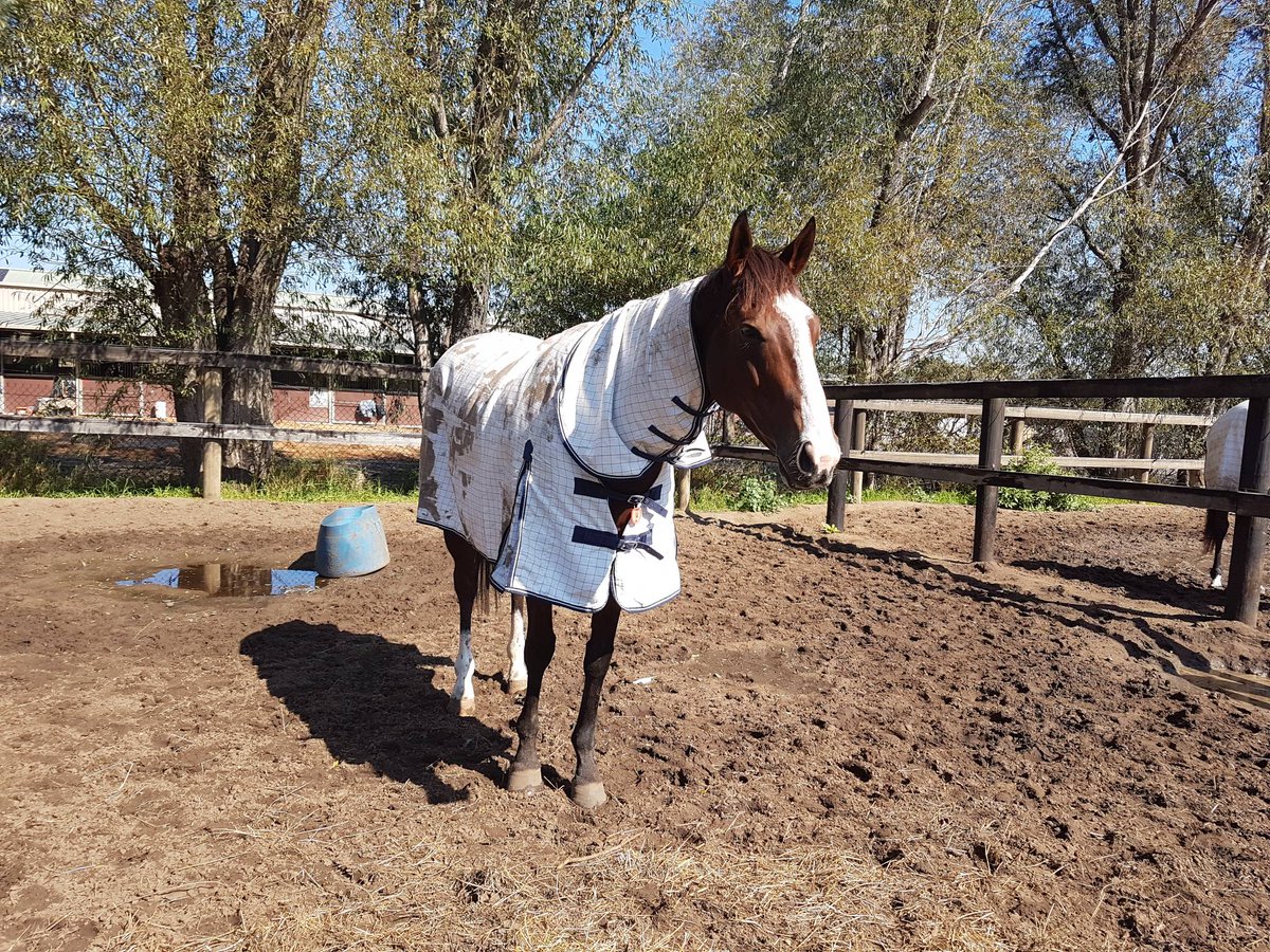GrandSyndicates's tweet photo. Tykiato nice and relaxed ahead of tomorrow's $170,000 Vobis Gold Distaff at Caulfield! 🏆
#TheFightingTyker #TeamGrand #AGrandAShare https://t.co/BcUA9Tsm5j