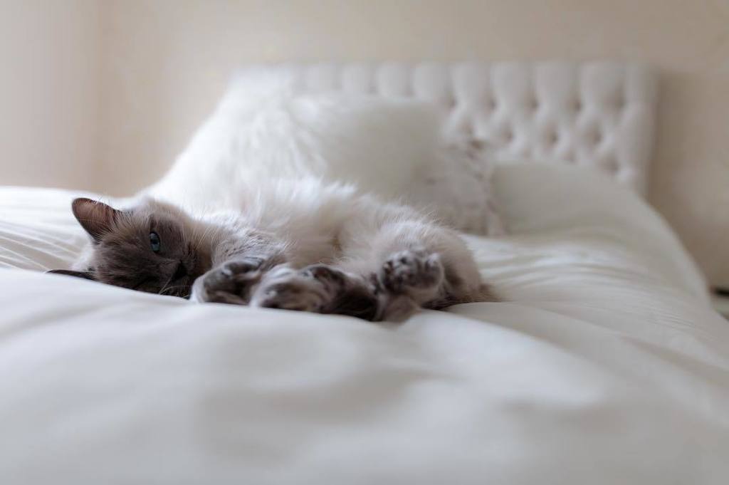 Ragtopia_Raggys's tweet photo. Smokey having a nice afternoon nap #ragtopia #ragdoll #bluecolourpoint #lazy #comfy #cats #catsofinstagram https://t.co/vyJ7wtKZqb