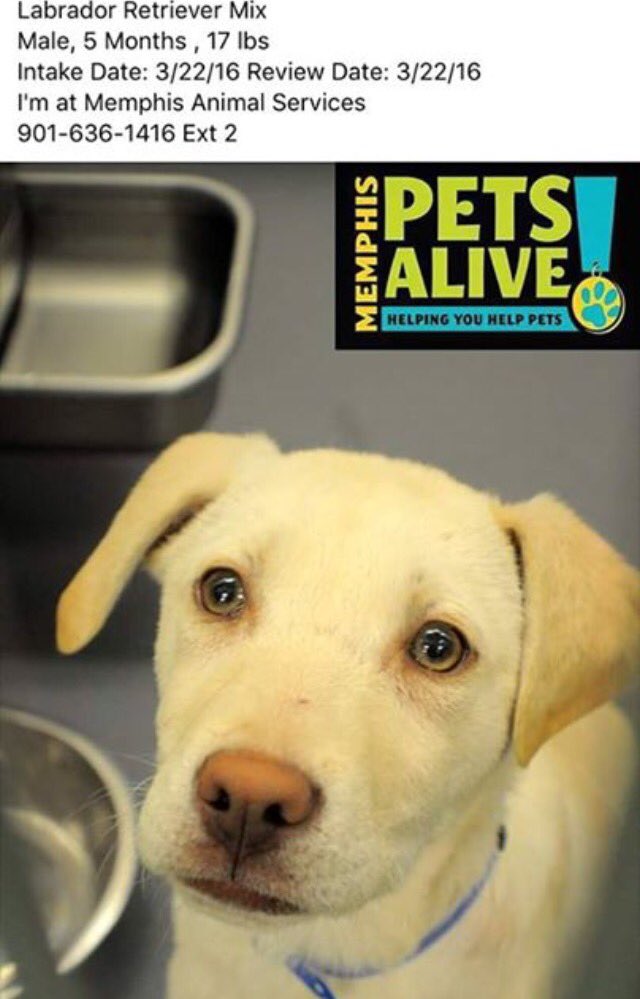 SupportPets's tweet photo. @reddogsusie Hello #Dog #Cat #Pet Lovers please help Oakley find a True FOREVER Home! #RTISFREE and YOU CAN MAKE A DIFFERENCE FOR HIM RIGHT NOW!#Adopt https://t.co/H0hnfGbDD5