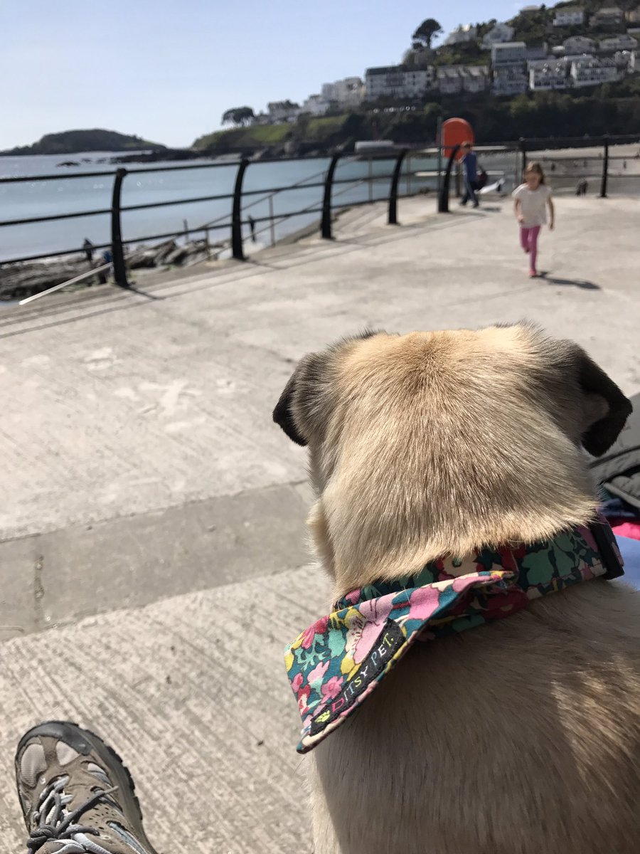 AlidrakePug's tweet photo. Chilling at the beach https://t.co/GSQSEEo66G