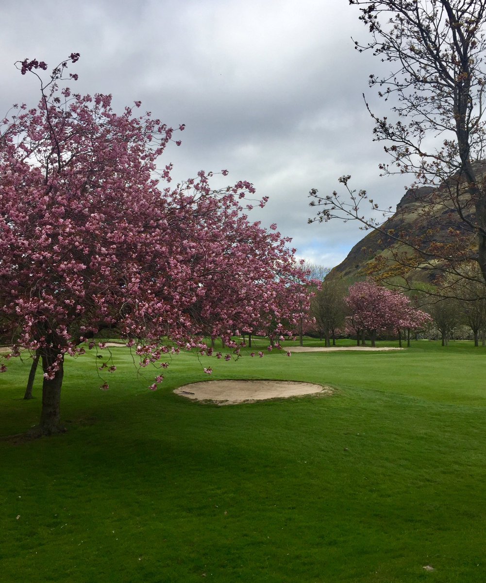 April is cherry blossom month @prestonfieldgc got to love this time of year in #Edinburgh