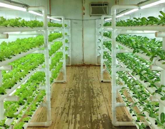 Urban farmers grow veggies in freight containers
bit.ly/2njU9dl
#AgTech #VerticalFarming #IndoorFarming #FoodInnovation