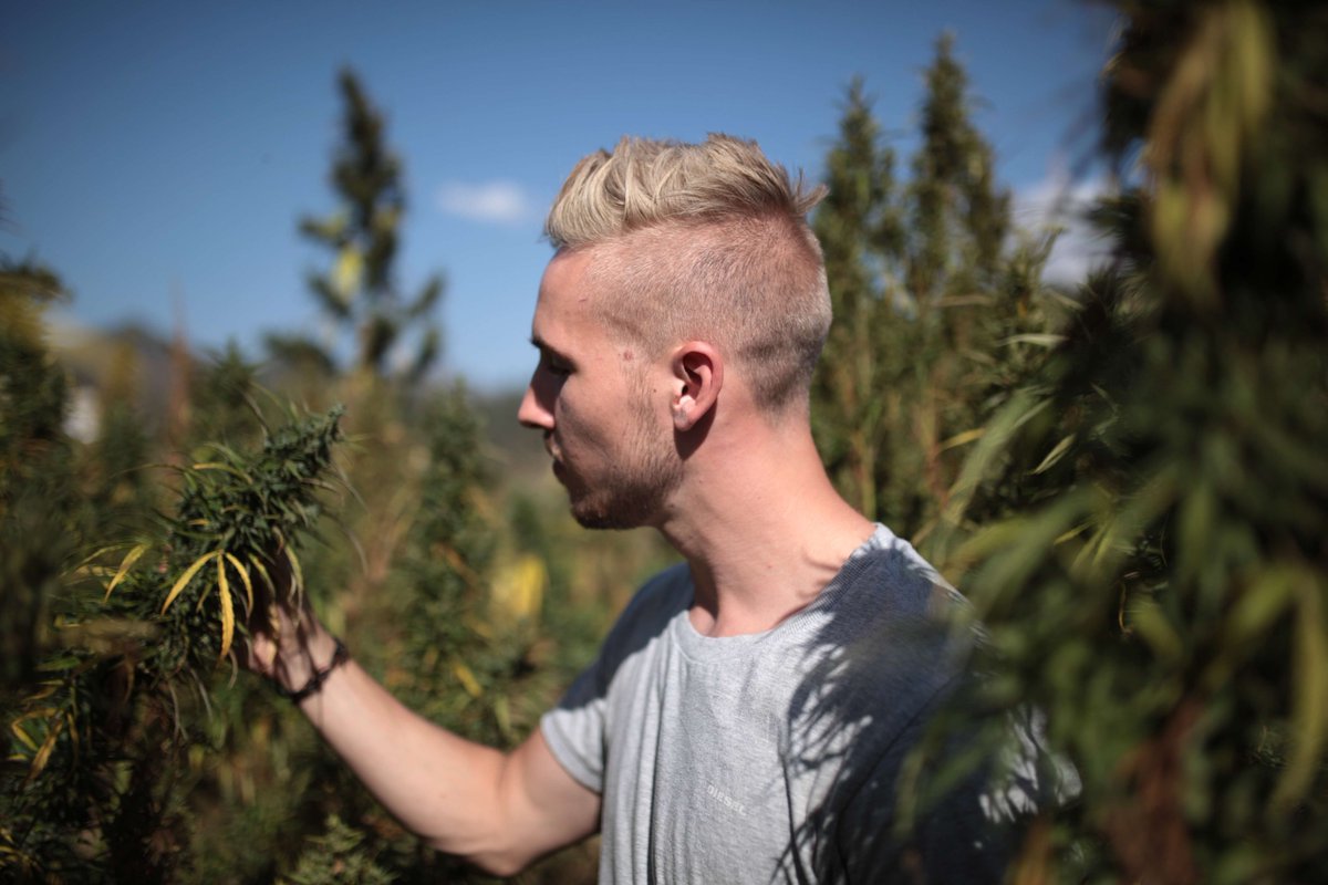 Semillionaire's tweet photo. Flora trifft Fauna #Happy420 💚 https://t.co/zVdOTA0b2J