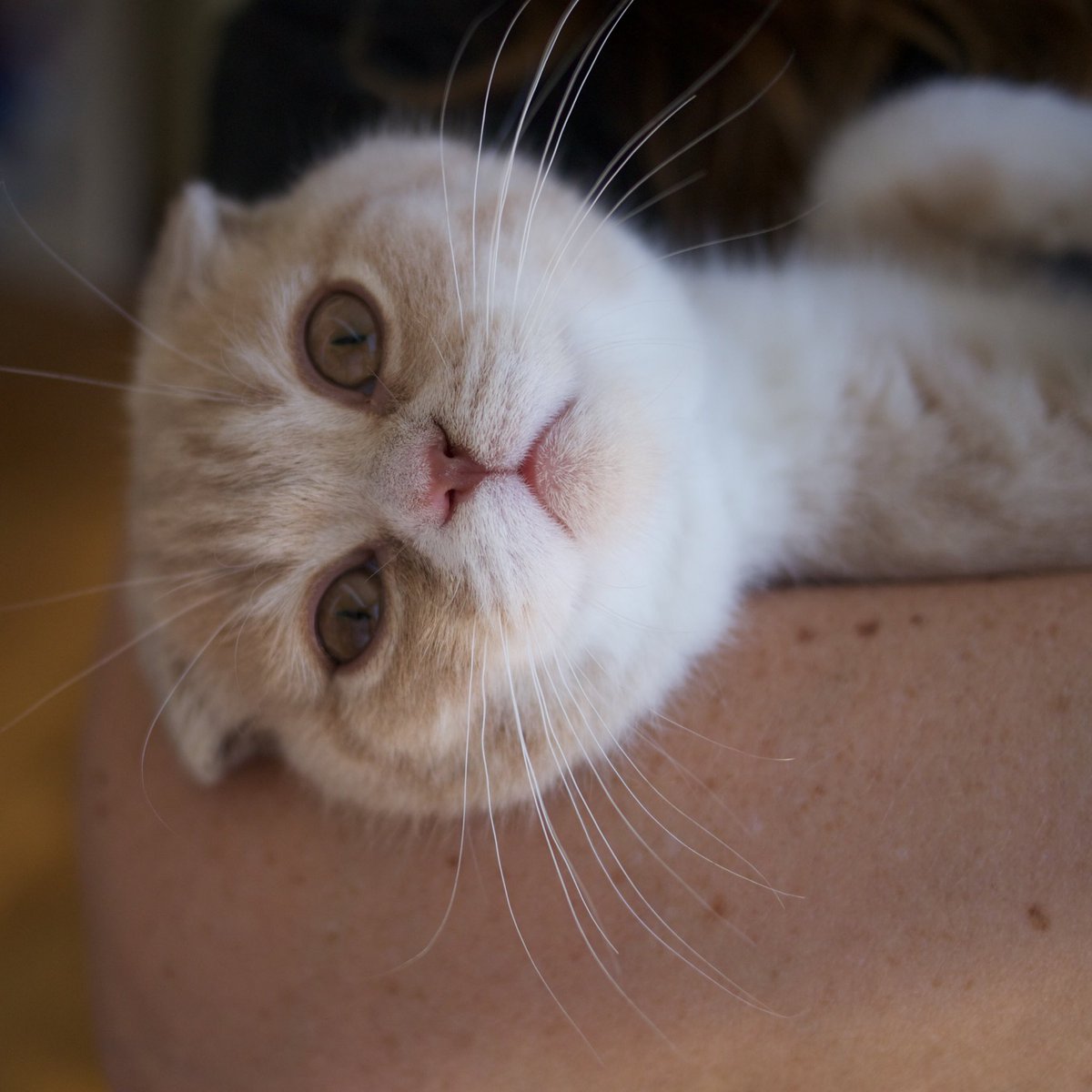 MisterPurs's tweet photo. Baby kitty 🐱❤️#tbt #TBThursday #CatsOfTwitter #cuteanimaltweetoff #kitten #catsofinstagram https://t.co/ssTA8HcK7Y