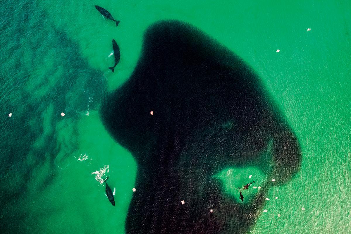 newscientist's tweet photo. Drone spots humpback whales and orcas moving in on cloud of fish https://t.co/mAqJPDFzzU https://t.co/mExMmtdtuk