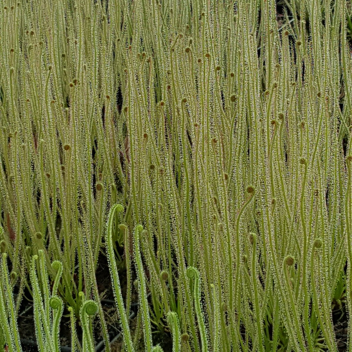 Threadleaf Sundew Range Wall of Threadleaf sundews in full spring growth. #triffidnurseries # ...