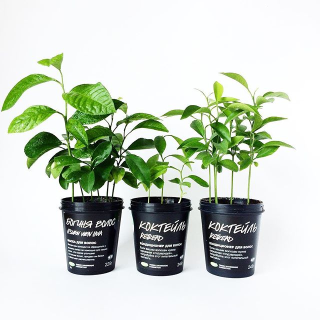 LushFr's tweet photo. Samedi, c'est la journée de la Terre. Une occasion en or pour recycler vos pots en jolies plantations ! https://t.co/26UFl8rYvJ(📸:fairyjull) https://t.co/ndsMZUYAM7