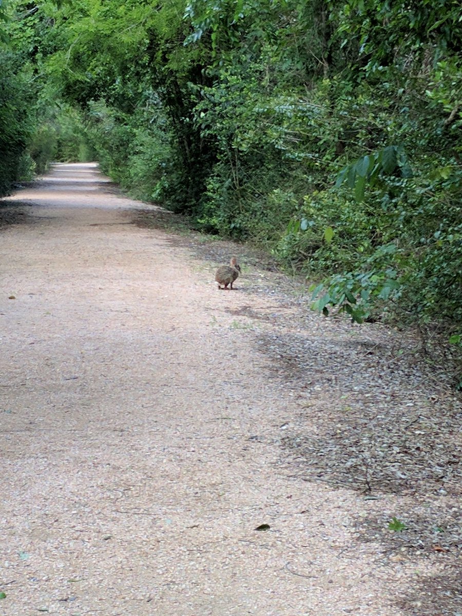 WodzickiScience's tweet image. A rabbit!!! #hmsscience