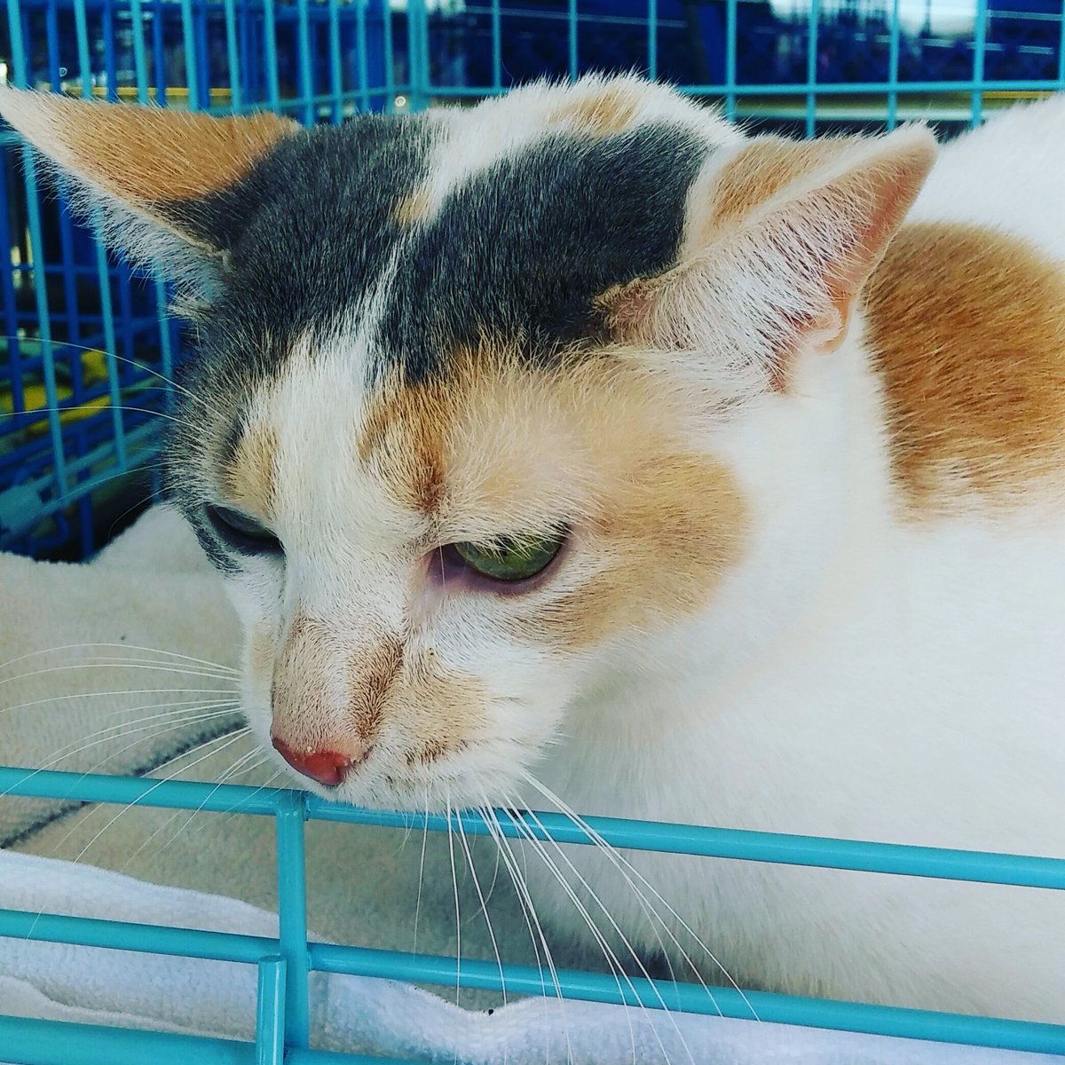 FTAnimalRescue's tweet photo. Please help pretty Layla find a #foster or  #furever home!! Please share! https://t.co/aV7E933wou