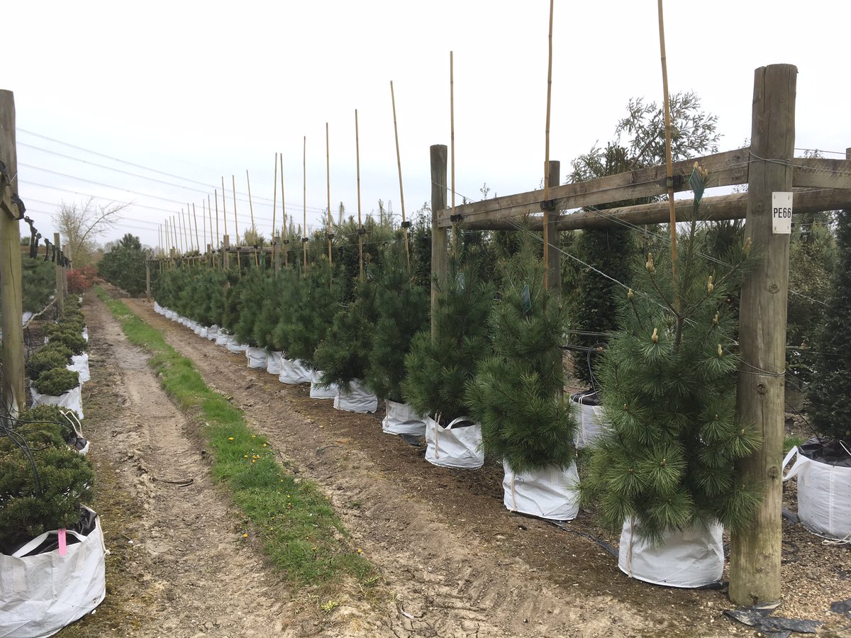TommyTwilson's tweet photo. Pinus peuce (Macedonian Pine) growing on for next autumn. It will remove more pollution than a deciduou trees and will tolerate urban sites https://t.co/DSMy9KhhOR