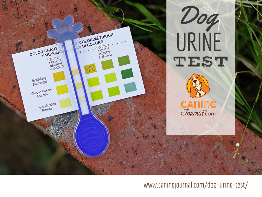 CanineJournal's tweet photo. Dog Urine Test: Petnostics and PetConfirm Reviews https://t.co/kI8YfKyolX #doghealth #petnostics #petconfirm https://t.co/qfs86geuLA