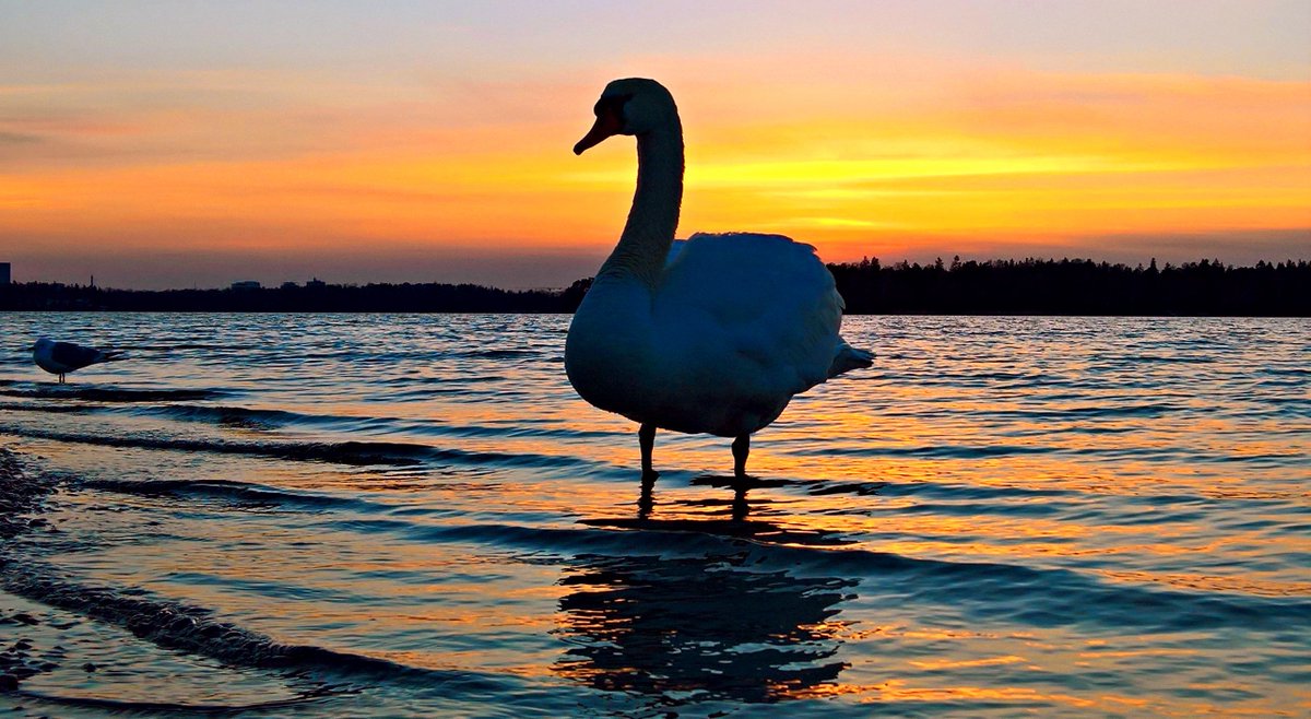 Laku_Lance's tweet photo. #gygnus #gygnusolor #swan #sunset #Helsinki #Finland #Suomi #nature #bird #Stormhour #ThePhotoHour https://t.co/I7wIfeNzM4