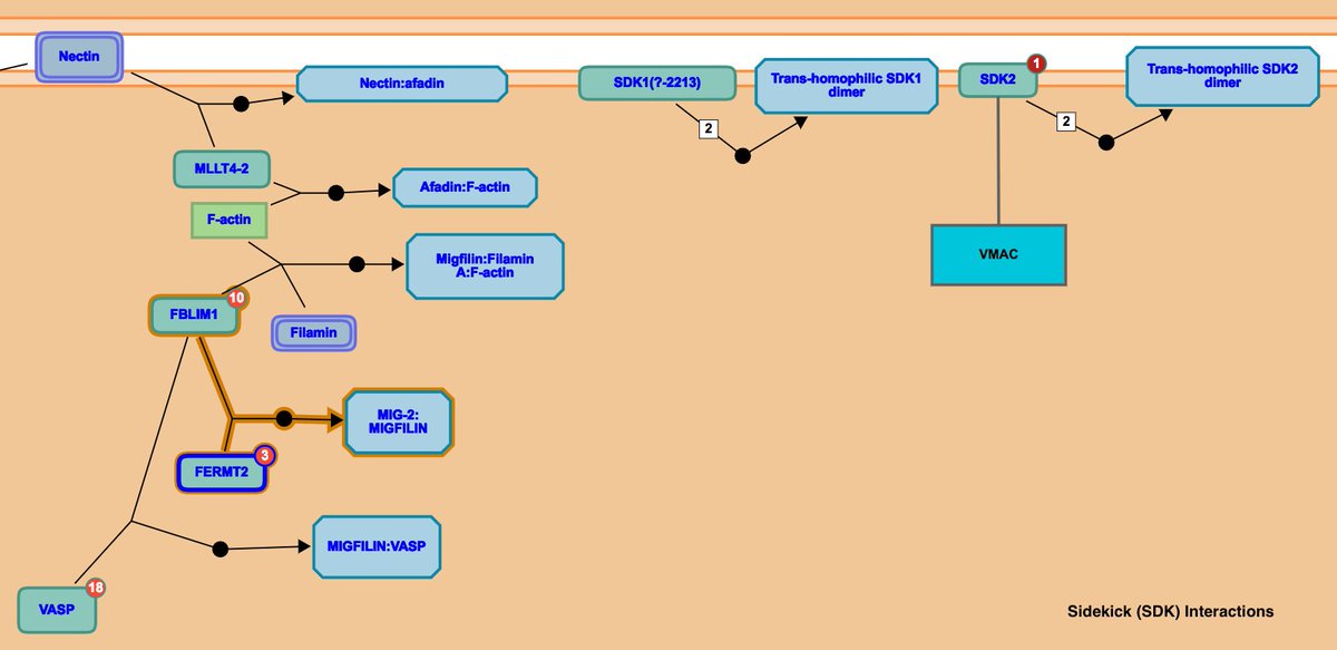 reactome's tweet image. Version 60 Released: 2132 human pwys &amp;amp; 10754 rxns with 10907 proteins &amp;amp; 1763 small molecules goo.gl/Mv0I92  #usereactome