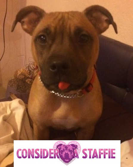 ConsiderAStaff's tweet photo. Ruby is today's Staffie of the Day! https://t.co/1OtAPxuvud #ThusdayThoughts #staffie #staffy #dogtweets #doglovers #doglove #dogsofinstgram https://t.co/SAuq1nVj7n
