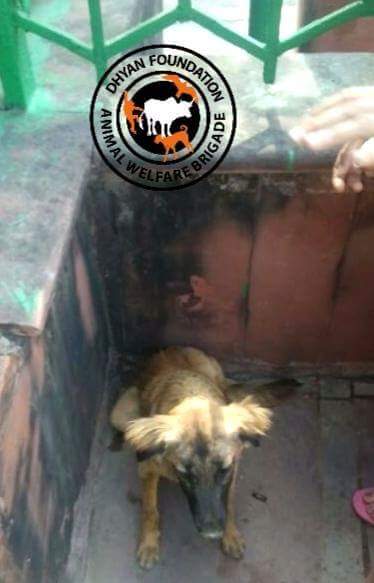 dhyanfoundation's tweet photo. Spot Treatment given for
1. Fever
2. Cough
on 10th April
by #DF paravet
At Vivekanand Park, Sarojini Nagar, #Delhi
#FeedADog, #AnimalBrigade https://t.co/rPnWQi0kHA