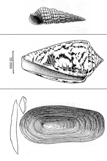 FemoraleShells's tweet photo. A GUIDE TO SHELLS COMMONLY FOUND IN VICTORIAN ABORIGINAL SHELL MIDDENS, https://t.co/SEkzAf23G2 #Australia #Archaeomalacolgy #ShellMidden https://t.co/SoanZdaYyD