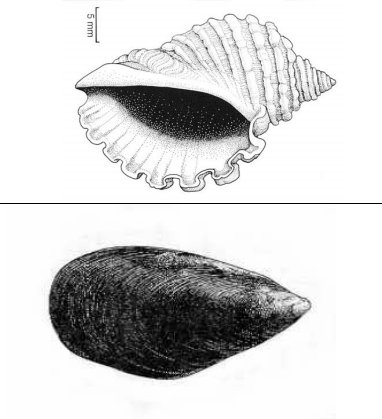 FemoraleShells's tweet photo. A GUIDE TO SHELLS COMMONLY FOUND IN VICTORIAN ABORIGINAL SHELL MIDDENS, https://t.co/SEkzAf23G2 #Australia #Archaeomalacolgy #ShellMidden https://t.co/SoanZdaYyD