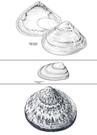 FemoraleShells's tweet photo. A GUIDE TO SHELLS COMMONLY FOUND IN VICTORIAN ABORIGINAL SHELL MIDDENS, https://t.co/SEkzAf23G2 #Australia #Archaeomalacolgy #ShellMidden https://t.co/SoanZdaYyD