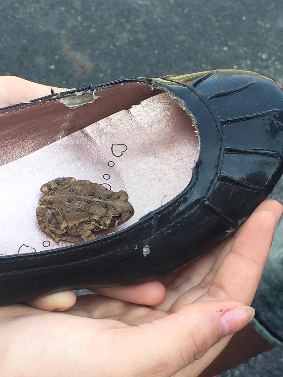 MrsDarrWRMS's tweet photo. They always keep it interesting.
-Why do you only have 1 shoe on?
-there's a toad in my other one.
-Excuse me? https://t.co/L7KCy6ALFE