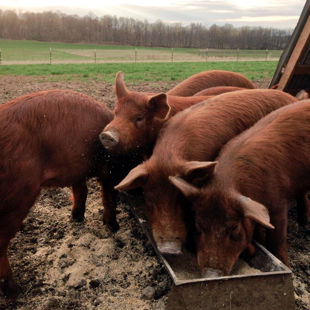 Batch of Red Wattles that will be ready for market come July! Saving a few gilts for breeding. #LocalPork #FarmLife