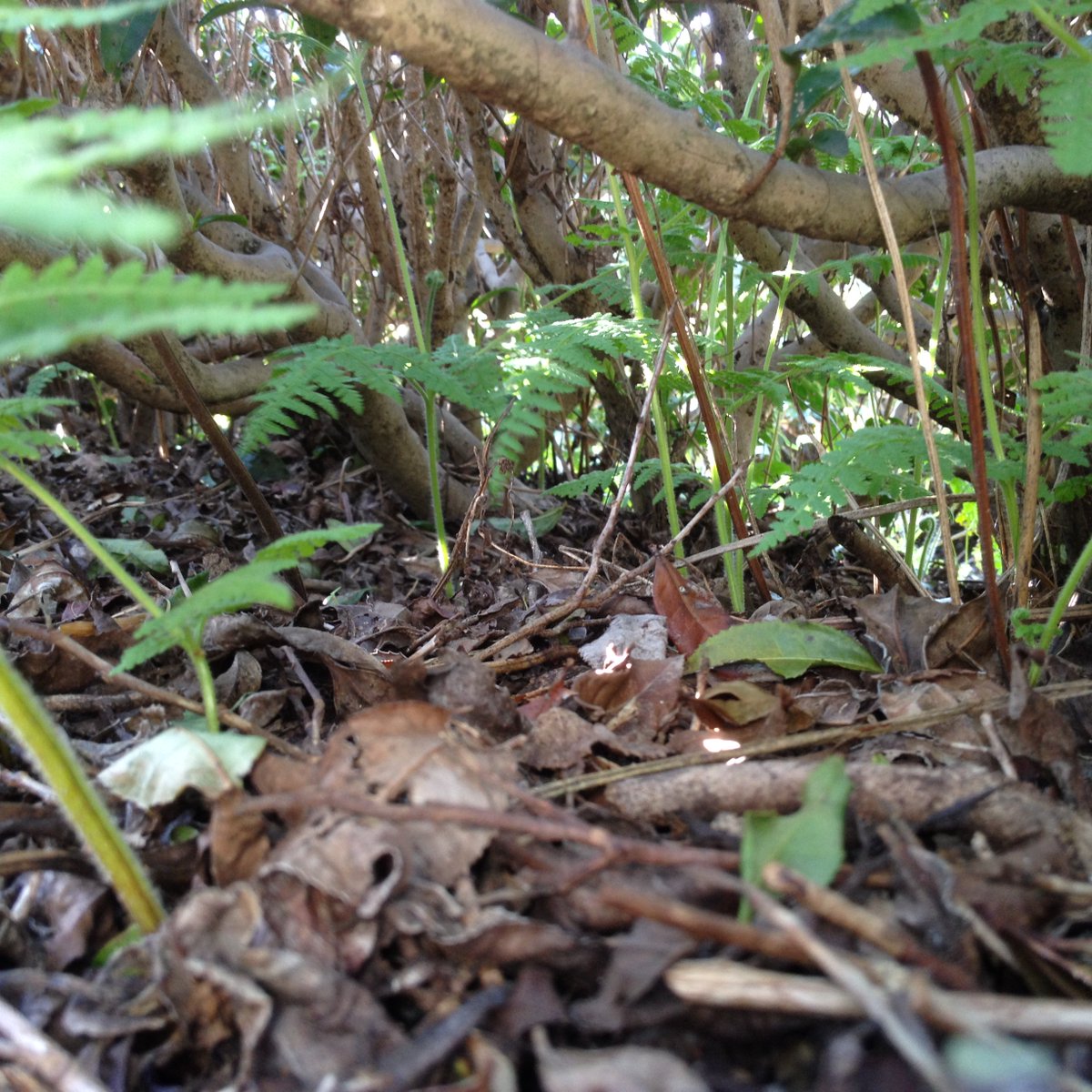 NaturaliTea's tweet photo. Under the tea tree, you will find completely different world. It is not just tea that is thriving! Time to Weed!
#organictea #shincha #japan https://t.co/6JUucARgro