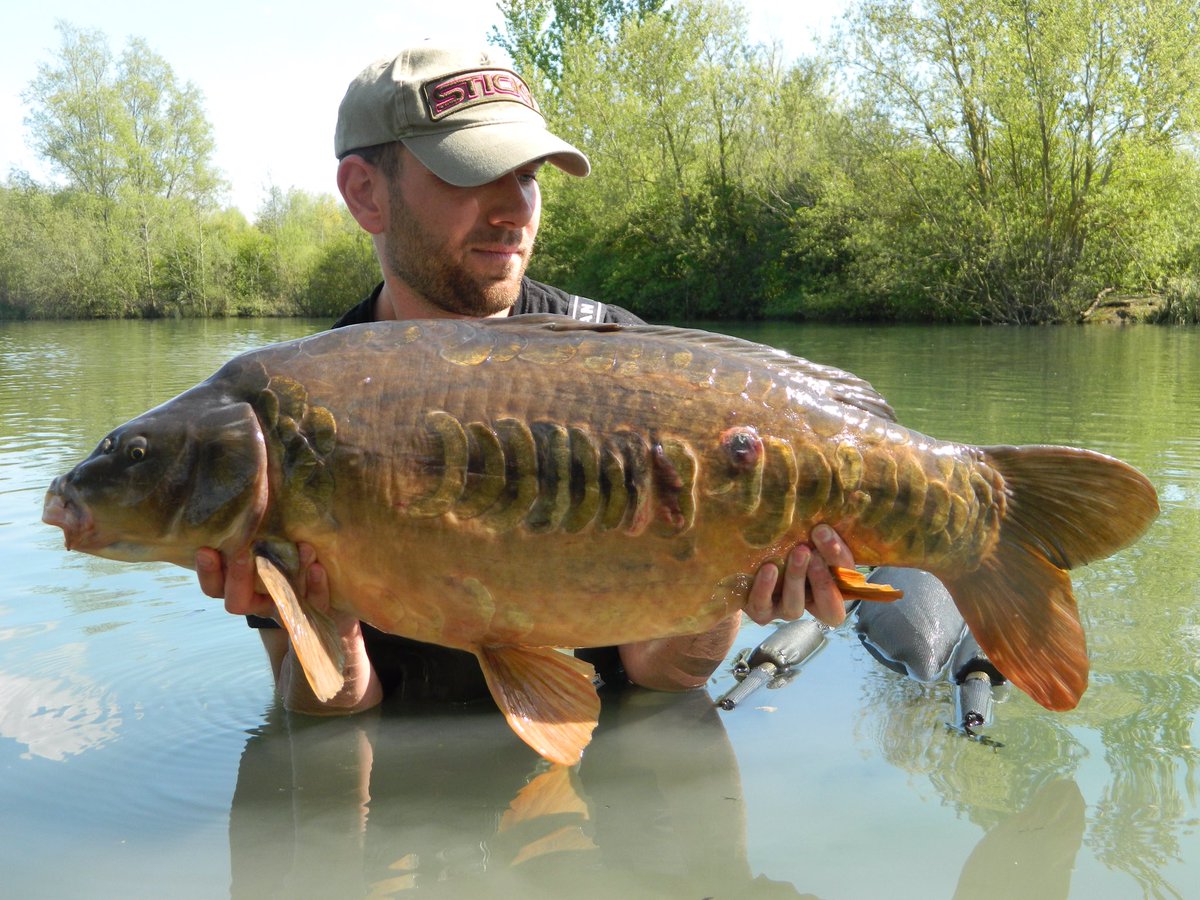 jamesjayden1216's tweet photo. 30lb Hardwick original mirror, pink Signature popups over chopped Sticky baits Manilla working wonders as usual 🎣 https://t.co/61rOG3DEIN