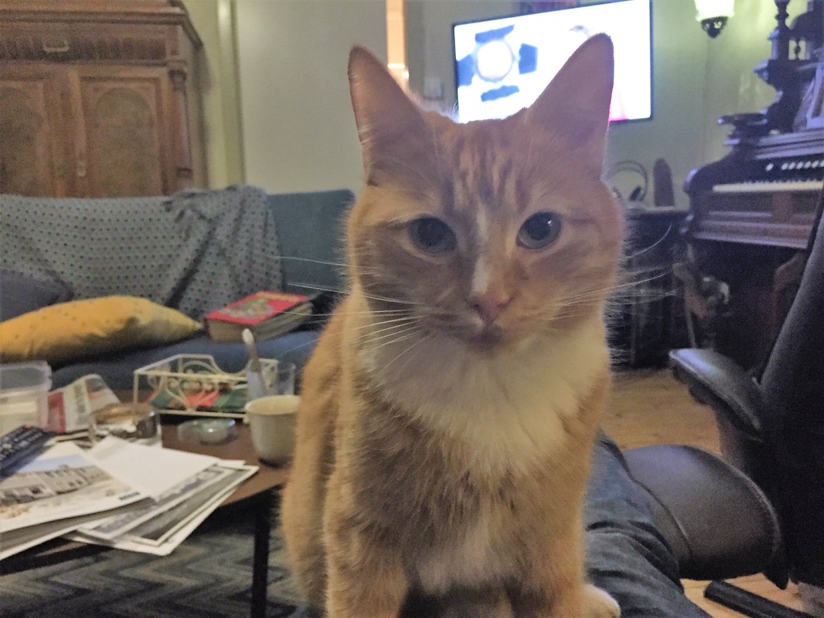 EpicCheffy's tweet photo. @yanipir My cat about to get one shrimp https://t.co/ntCPX24Pvs