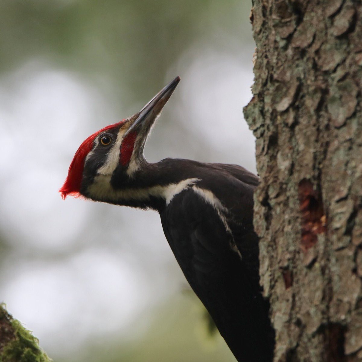 King of the forest. Pileated Woodpeckers sure are stunning! ❤️#birding #birds #woodpeckers #kingoftheforest #birdsoforegon