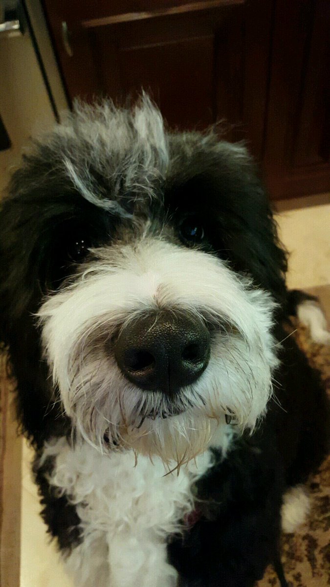 Benny and Mo (@benny614) on Twitter photo 