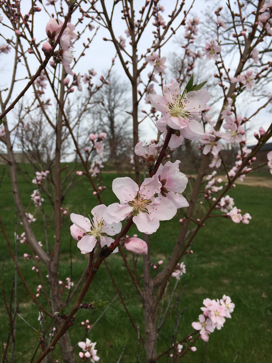 Peaches started to bloom late yesterday afternoon!