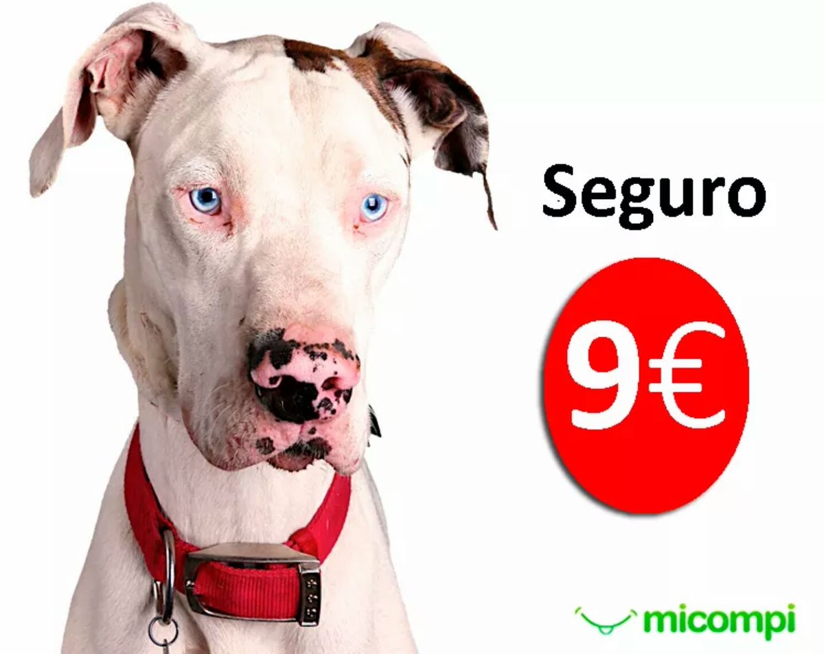 MicompiCom's tweet image. Seguros para Perros desde 9€! #doberman #pomeranian #bulldogfrances micompi.com