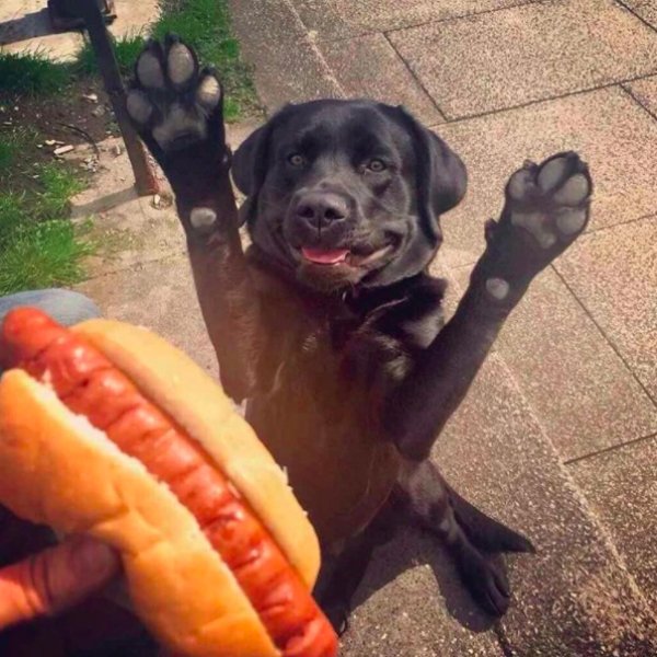 barkbox's tweet photo. Follow your dreams. 🌠  #420 https://t.co/U9sg4V2R3g