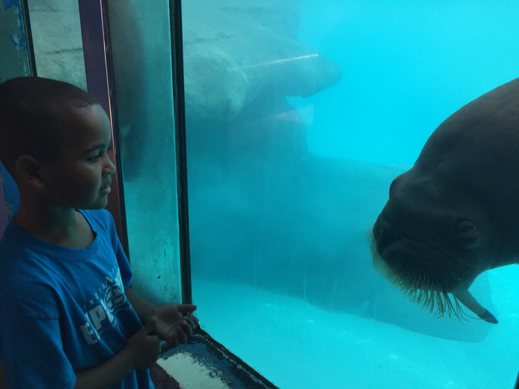 DainCooper's tweet photo. Walrus! #IC1617 https://t.co/yTT5W8etqX