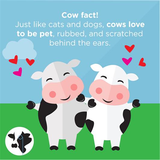 #CowFact - Cows are natural born cuddlers. Just like a dog or cat, they love to be scratched behind the ears.