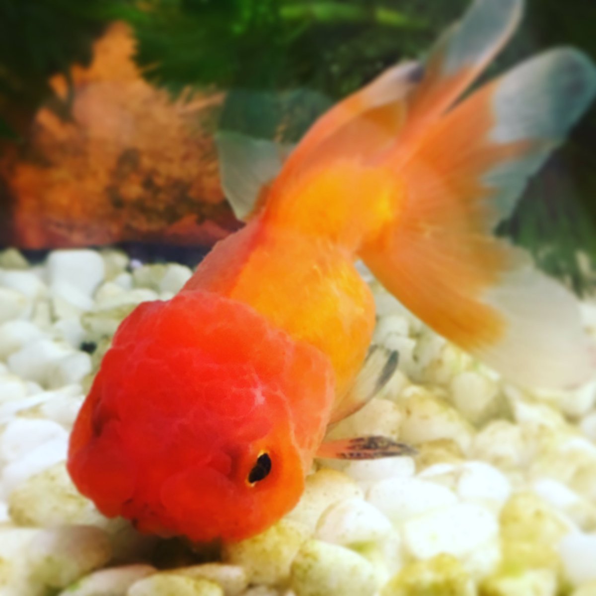 夜 虎 Ar Twitter ミク オランダ獅子頭 は素直に良く寝るんだけど ぶん 青文魚 はいつでも餌が欲しい子ちゃん よく人間を観察してるので 私が水槽の前に来るとソワソワソワソワ 金魚も人の顔を認識するし 芸を覚える子もいるんだって 金魚 オランダ獅子頭 夜 虎 Ar Twitter ミク オランダ獅子頭 は素直に良く寝るんだけど ぶん 青文魚 はいつでも餌が欲しい子ちゃん よく人間を観察してるので 私が水槽の前に来るとソワソワソワソワ 金魚も人の顔を認識するし 芸を覚える子もいるんだって 金魚 オランダ獅子頭