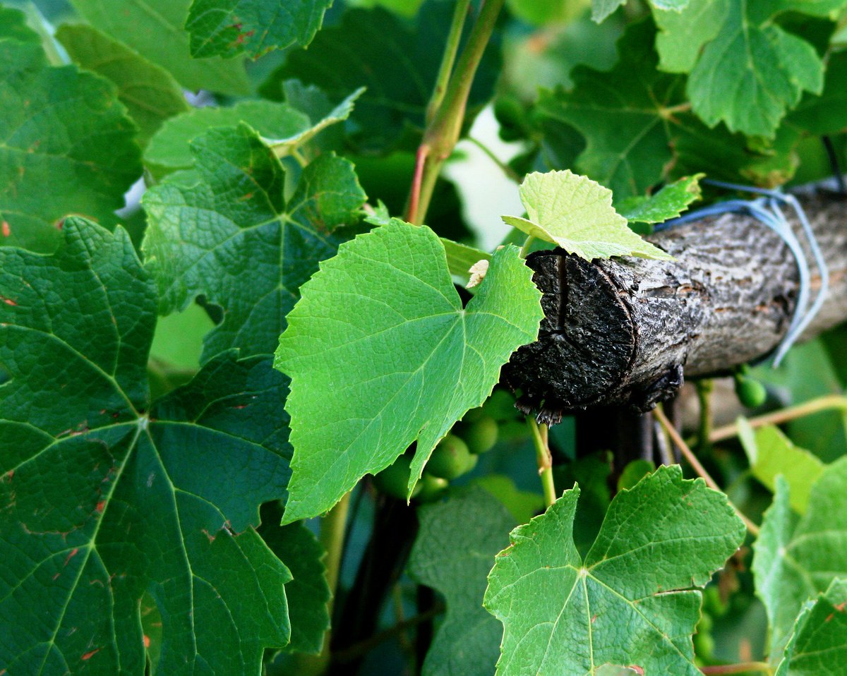 DailyVegetables's tweet photo. Why not swap tortillas for grape leaves? Par-boiled, you can stuff the fibrous veggie with rice, meat, etc. #grapes https://t.co/oeZGi1T9If https://t.co/idrIT8N83p