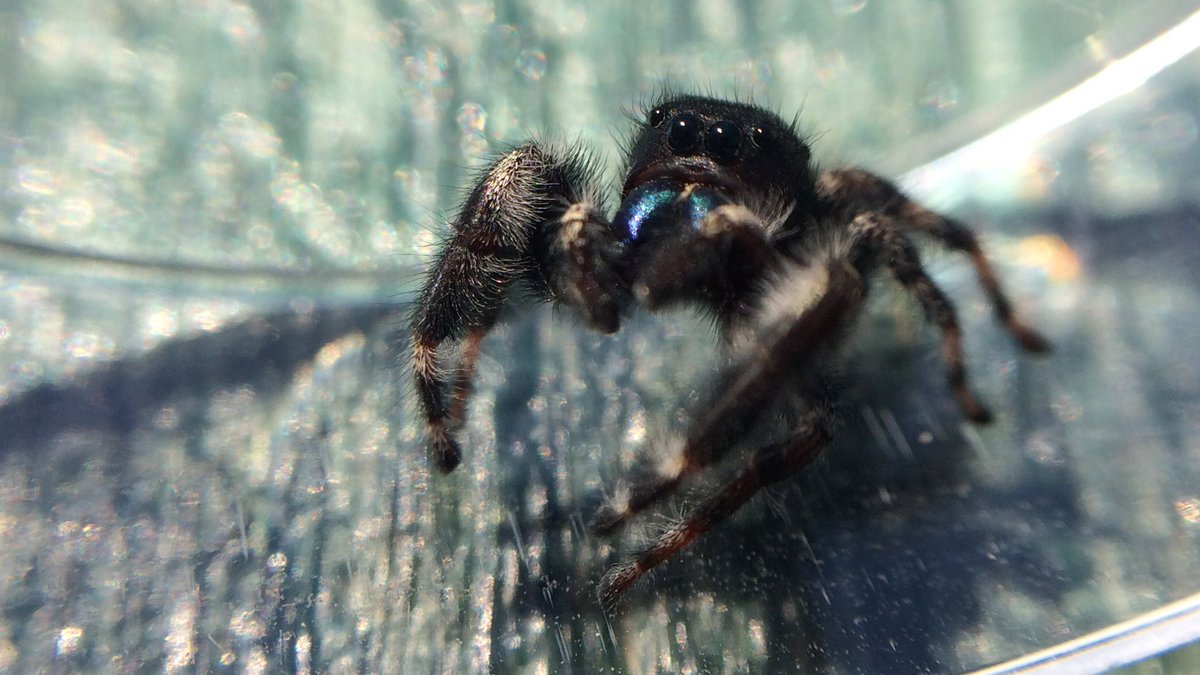 Dr Jody Green On Twitter Jumping Spider On Ceiling In Main