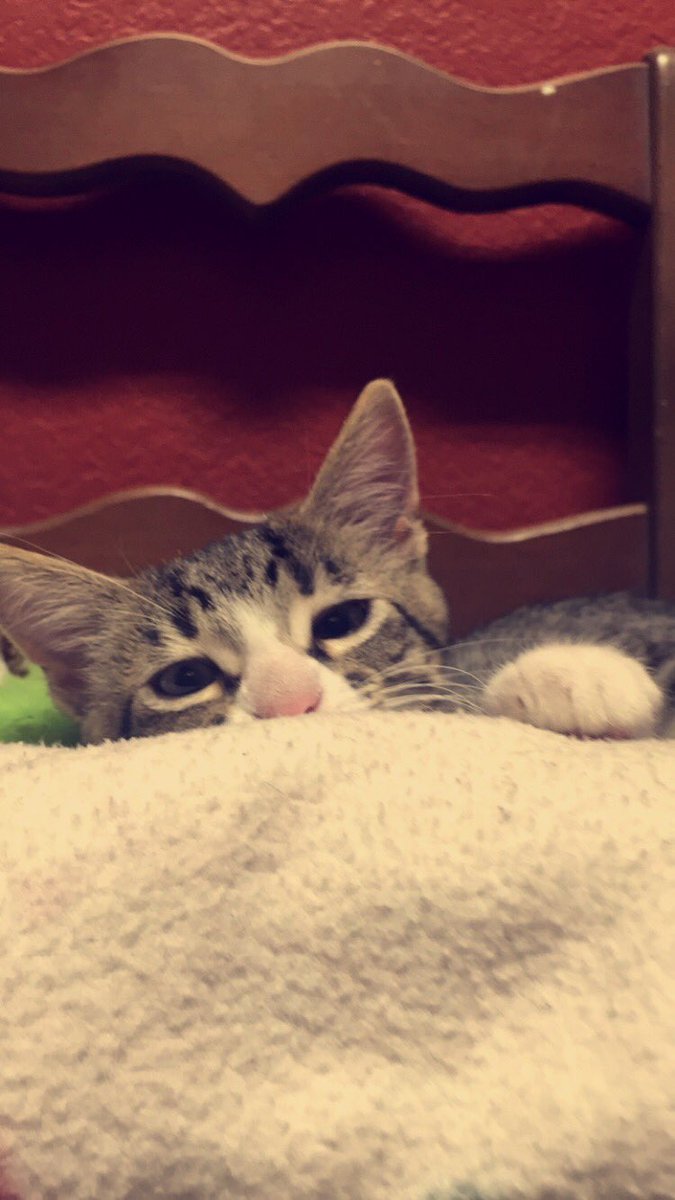 RIPepperonis_'s tweet photo. I HAVENT BEEN ON TWITTER IN FOREVER HAPPY BDAY @aruesy!!!! You're the best mentor ever!! 💕 here's a cat cause I can't find any pics of us :( https://t.co/rHND0UZwlZ
