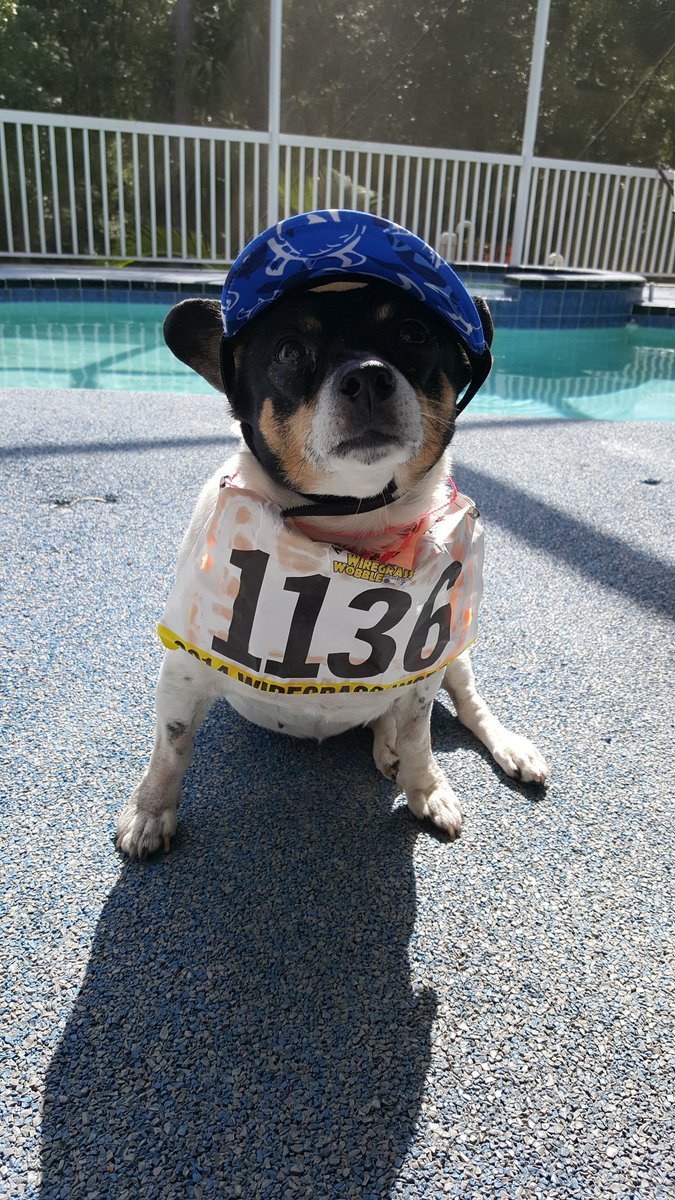 mimiweightloss's tweet photo. I am getting ready to run in a road race. #races #flroadrace #ratterrier #keepingfit #fitdog https://t.co/lszqszNJPS